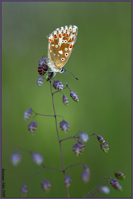 Polyommatus?